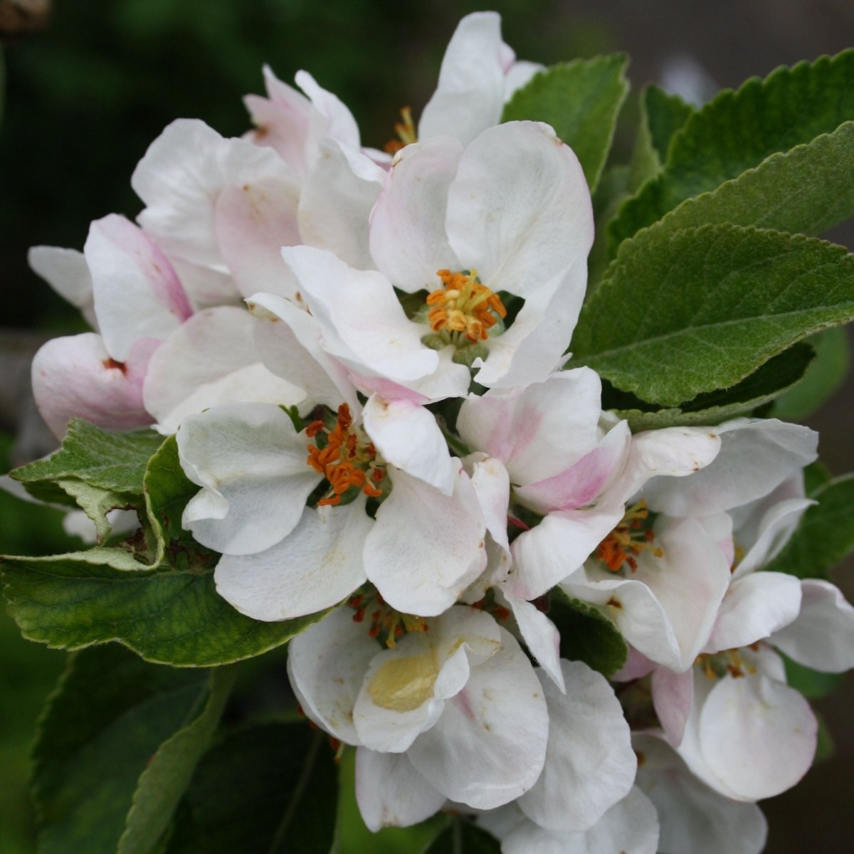 Æbleblomst duftolie 10 ml - Luxware DK