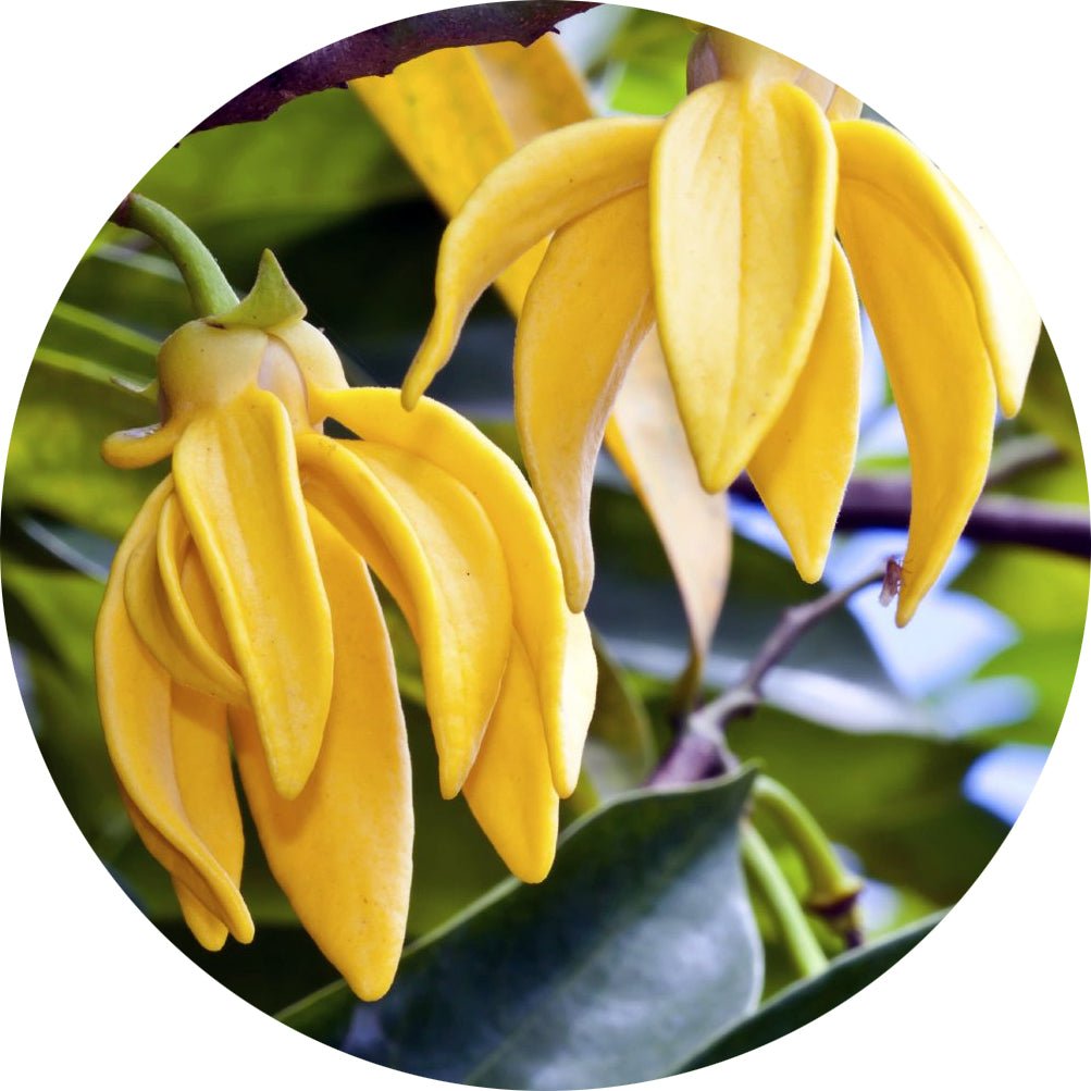 Duft 300ml Karaca Ylang Ylang - Luxware DK