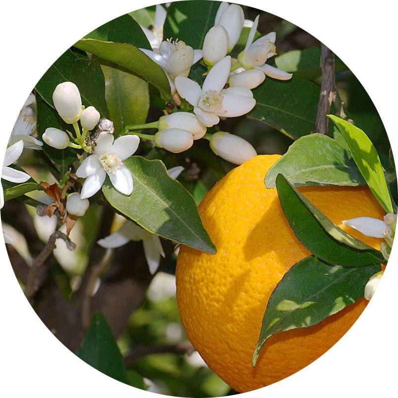 Karaca Appelsinblomst duft spray 300ml - Luxware DK