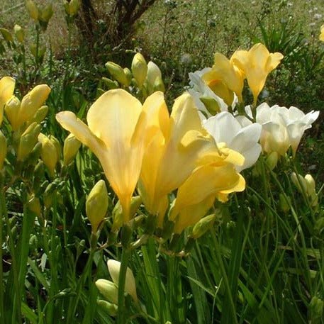 Freesia duftolie 10 ml - Luxware DK